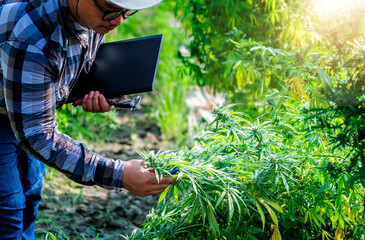 Man specialist inspects closely cannabis plant to verify the best product quality for medicine....