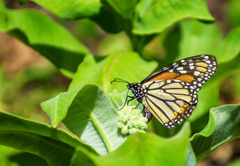 Fototapeta na wymiar A worn monarch butterfly with damaged wings in position to deposit an egg on common milkweed flower bud