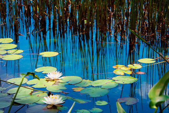 Water lilies on a blue pond with reed reflections in water 