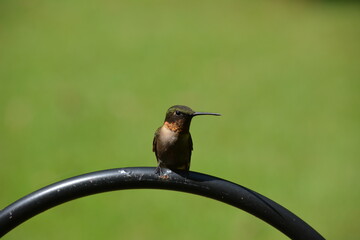 Hummingbird Looking at Me