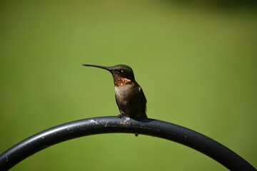 Ruby Throat Hummingbird Perched