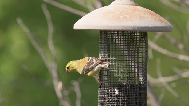 Goldfinch on a mesh feeder in early spring