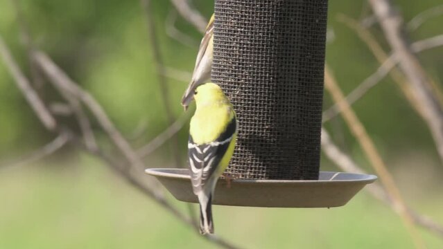 Goldfinches eating seeds on a mesh feeder in spring