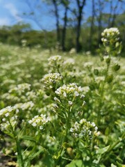 flowers in the forest