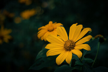 yellow flower in the garden