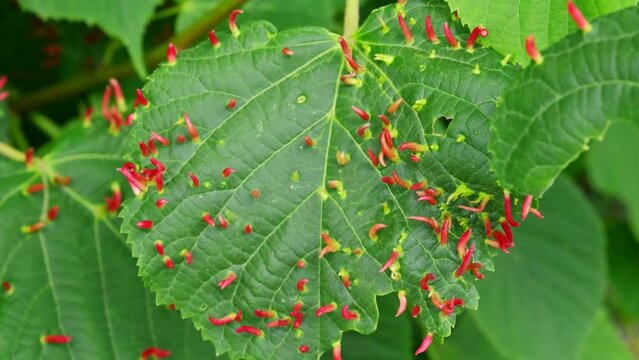 Green Leaves of Tilia Tree Infested with Eriophyes Tiliae Mite Forming Lime Nail Gall or Bugle Gall