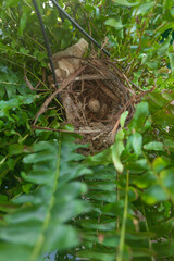 Bird cardinal nest on fern pot with an egg. Unusual place for build a nest.