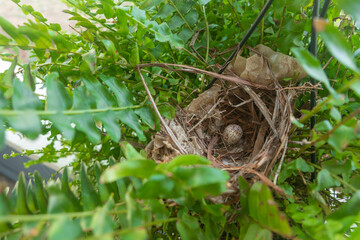 Bird cardinal nest on fern pot with an egg. Unusual place for build a nest.