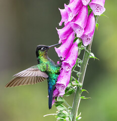 Hummingbird on Foxglove