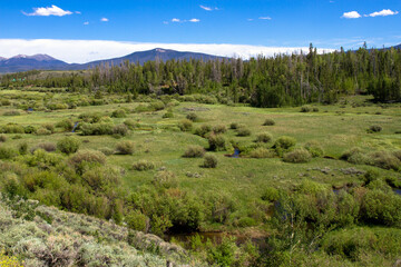 Fototapeta na wymiar The Illinois River meanders through a meadow in Medicine Bow-Routt National Forest in Colorado
