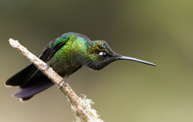 Glaring Hummingbird