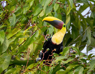 Toucan in a tree