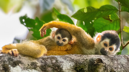 Squirrel monkey mother and baby