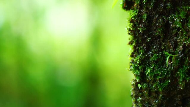 Close up macro shot of moss with blur bokeh in the tropical forest Beautiful blurred natural Ecology Environment background