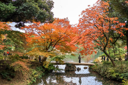 Tokyo,Japan on December6,2019:Togetsukyo Bride with fall foliage at Rikugien Garden.
