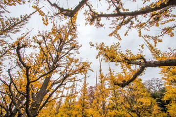 Vivid yellow Ginkgo leaves at Icho Namiki-dori(Ginkgo Avenue),Meiji Jingu Gaien,Aoyama area,Tokyo,Japan in autumn.