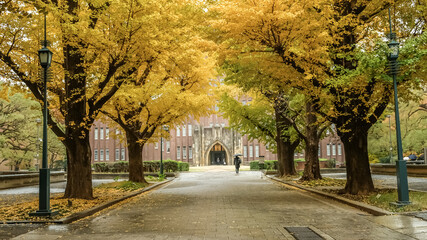 Brilliant yellow ginkgo tunnel at University of Tokyo(Todai) in autumn.

