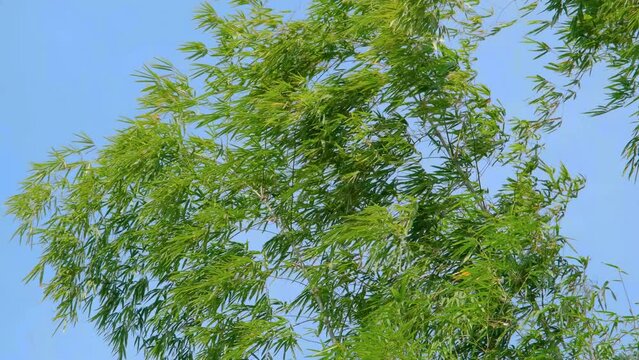 green bamboo leaf in wind with blue sky, slow motion nature backgrounds