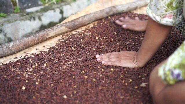A farmer is drying the dried cloves in the sun. Dried cloves.