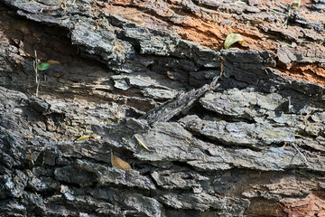 Closeup of tree trunk, full frame shoot - stock photo