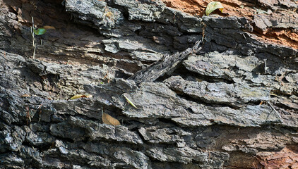 Closeup of tree trunk, full frame shoot - stock photo