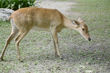 eld deer in wild nature