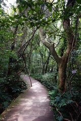 forest boardwalk in the gleaming sunlight