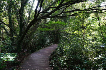 primeval forest with walkway