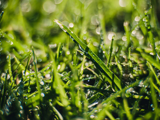 grass with dew