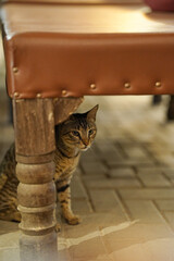 Cat under the table