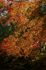 Autumn Leaves In Japan