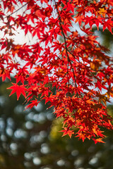 Autumn Leaves In Japan