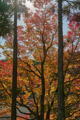 Fototapeta premium Autumn Leaves In Japan
