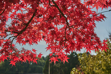 Autumn Leaves In Japan