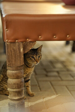 Cat Under The Table