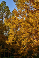 Autumn Leaves In a Park In Japan