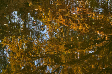 Autumn Leaves In a Park In Japan