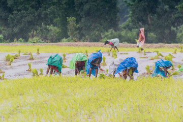 PURULIA, WEST BENGAL, INDIA - 14TH AUGUST 2017 : Indian rural women are busy harvesting paddy...
