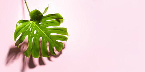 Fresh tropical monstera leaf on pink background with space for text