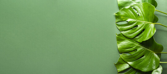Fresh tropical monstera leaves on green background with space for text, top view