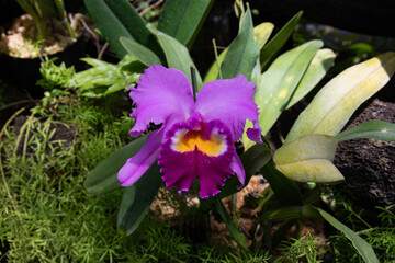 Cattleya at Yumenoshima Tropical Greenhouse Dome, Tokyo, Japan