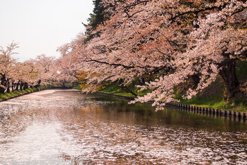 Hirosaki Cherry Blossom Festival 2018 at Hirosaki Park,Aomori,Tohoku,Japan on April 28,2018:Spectacular views of outer moat filled with cherry blossom petals,may be called "Hanaikada".
Outer moat fill