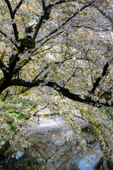 Hirosaki Cherry Blossom Festival 2018 at Hirosaki Park,Aomori,Tohoku,Japan on April 28,2018:Spectacular views of outer moat filled with cherry blossom petals,may be called 