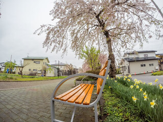 The bench under beautiful pink Shidarezakura(Weeping Cherry blossoms) on the Nicchu Line,Kitakata,Fukushima,Tohoku,Japan.(selective focus)