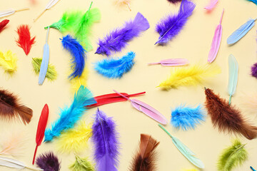 Beautiful bright feathers on color background