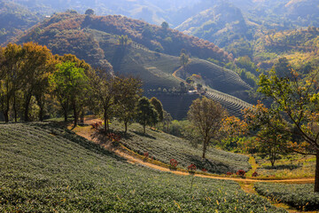 Tea plantation and the terraced hills at Wang Put Tan Tea Plantation,Doi Mae Salong,Chiang Rai province,Northern Thailand.