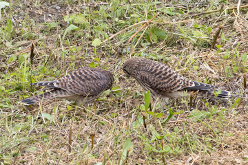 巣立ち直前のチョウゲンボウ2羽