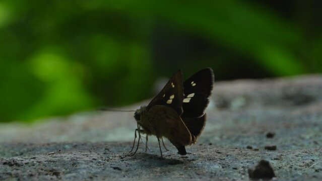 Black Perched Butterfly In The Flat Rock Middle Of Forest