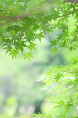 Obraz premium 背景をぼかして撮影したカエデの青葉