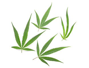 Green marijuana or cannabis sativa leaves on white background.